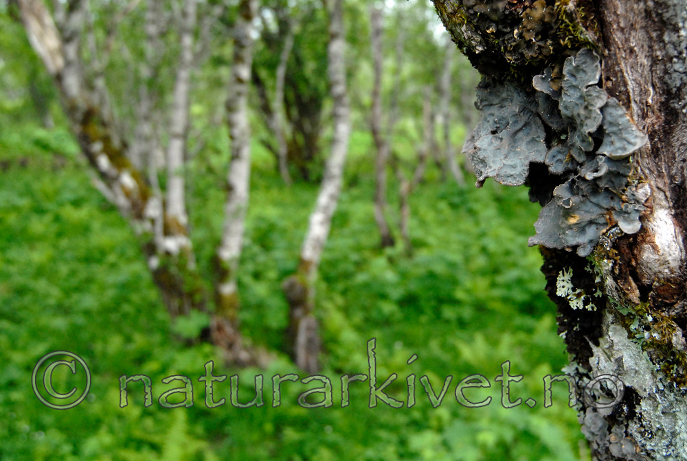 _SRE0244 / Lobaria scrobiculata / Skrubbenever