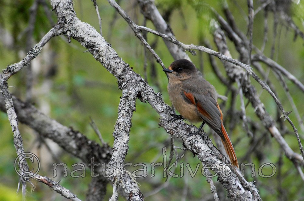 _SRE0296 / Perisoreus infaustus / Lavskrike