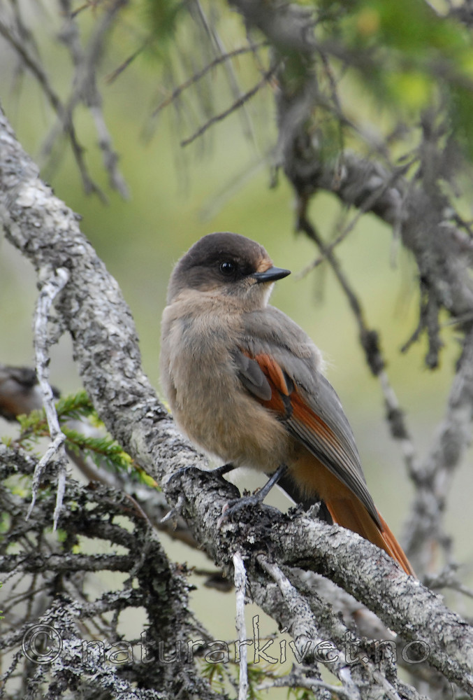 _SRE0306 / Perisoreus infaustus / Lavskrike