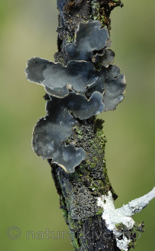 _SRE0709 / Fuscopannaria confusa / Fossefiltlav <br /> Lobaria scrobiculata / Skrubbenever