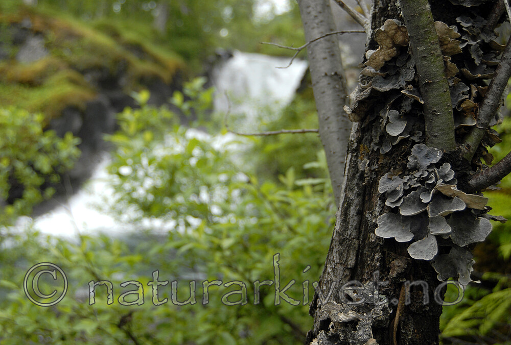 _SRE0826 / Collema actinoptychum <br /> Dendriscocaulon intricatulum <br /> Lobaria hallii / Fossenever