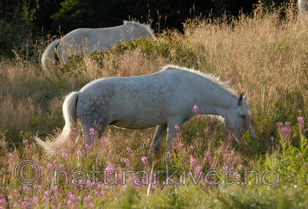 _SRE1034 / Equus caballus / Hest