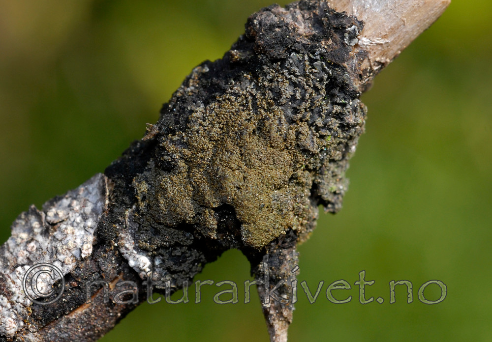 _SRE1561 / Fuscopannaria confusa / Fossefiltlav