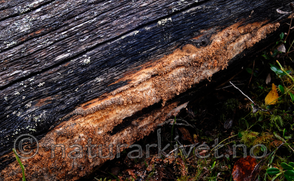 _SRE1796 / Antrodia infirma / Taigahvitkjuke