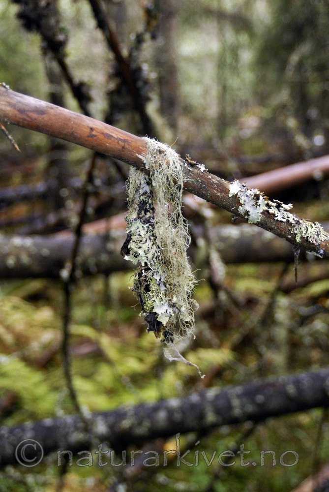 _SRE1815 / Ramalina thrausta / Trådragg
