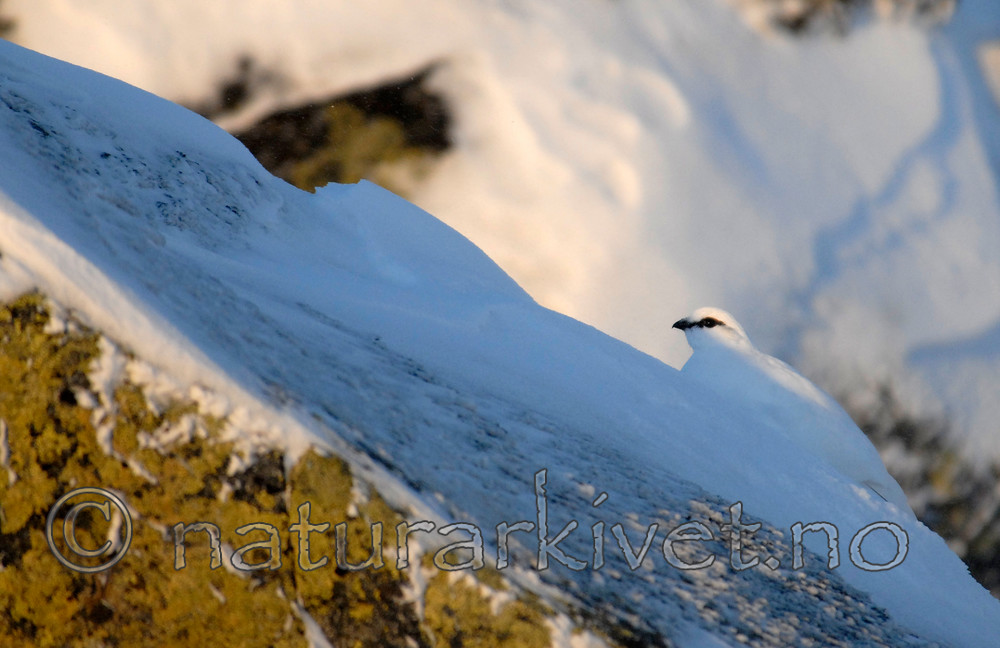 _SRE2026 / Lagopus muta / Fjellrype