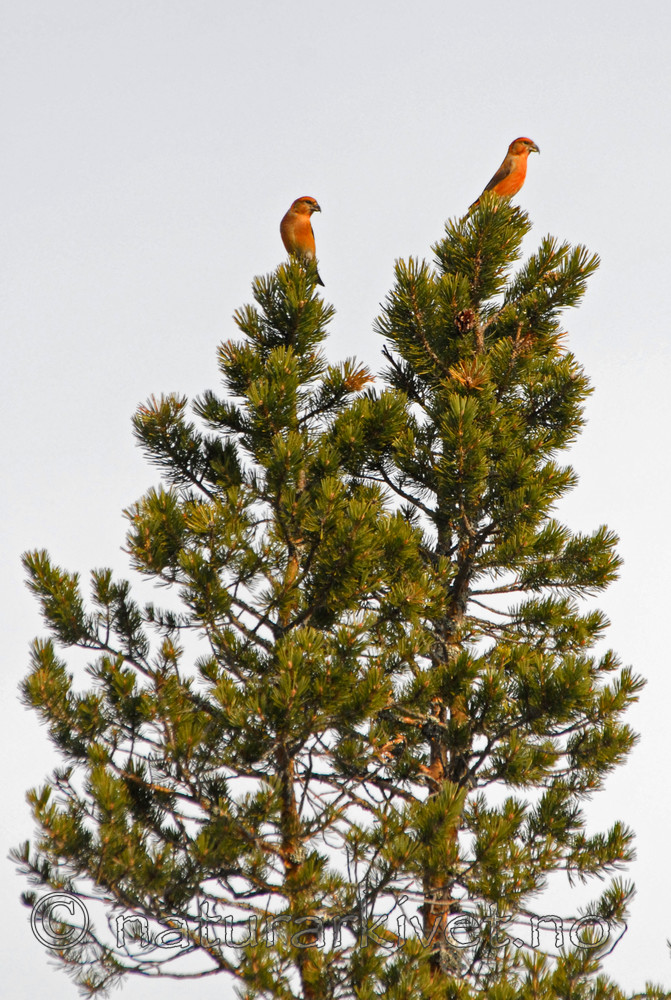 _SRE2441 copy / Loxia curvirostra / Grankorsnebb