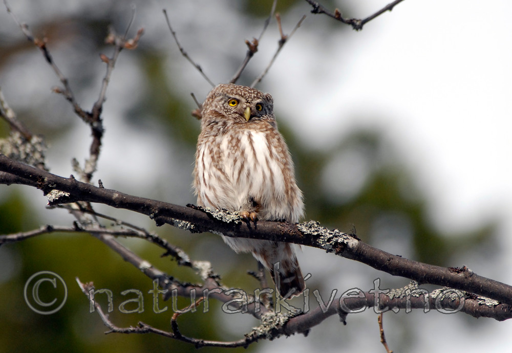 _SRE2475 / Glaucidium passerinum / Spurveugle