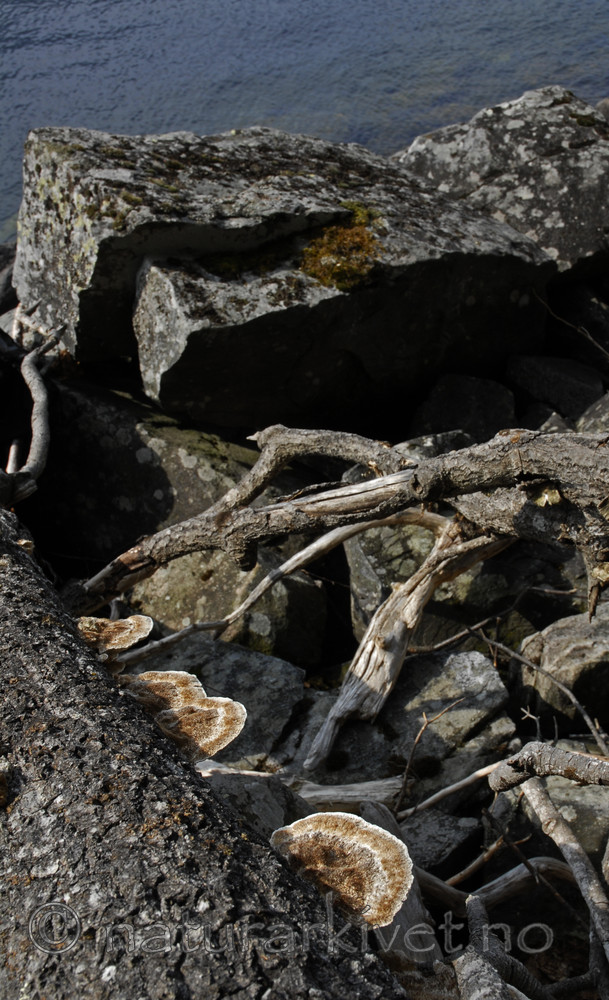 _SRE2696 / Funalia trogii / Hårkjuke <br /> Populus tremula / Osp