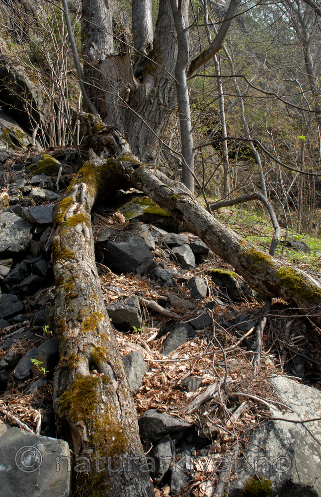 _SRE2714 / Tilia cordata / Lind