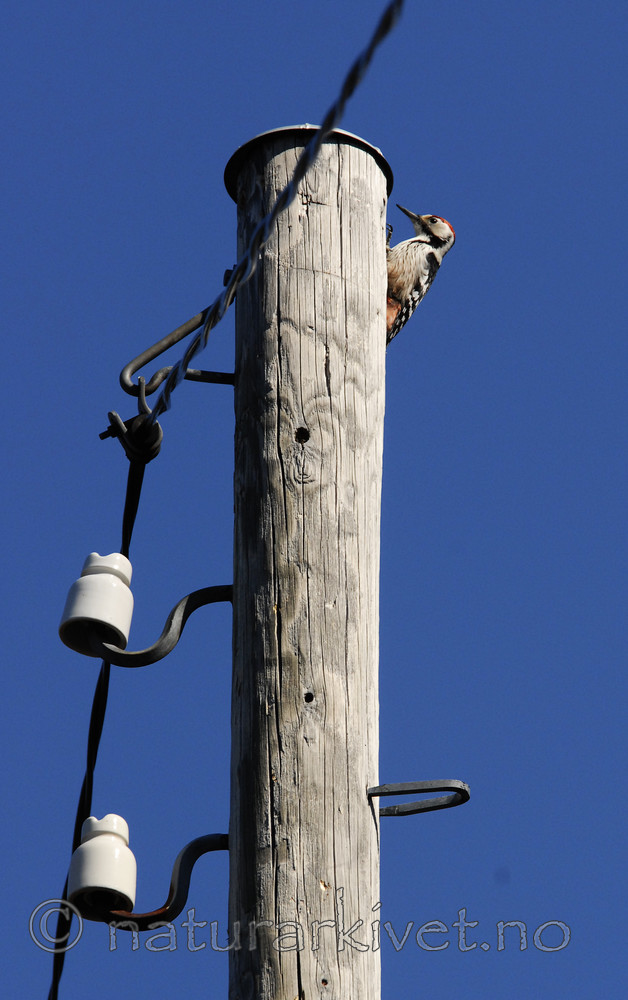 _SRE2814 / Dendrocopos leucotos / Hvitryggspett