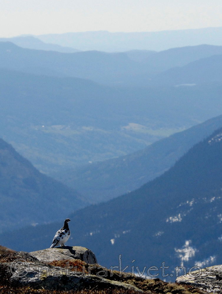 _SRE2900 / Lagopus muta / Fjellrype