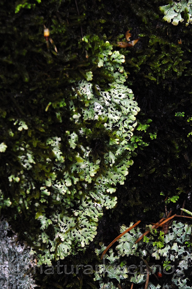 _SRE3054 / Menegazzia terebrata / Skoddelav