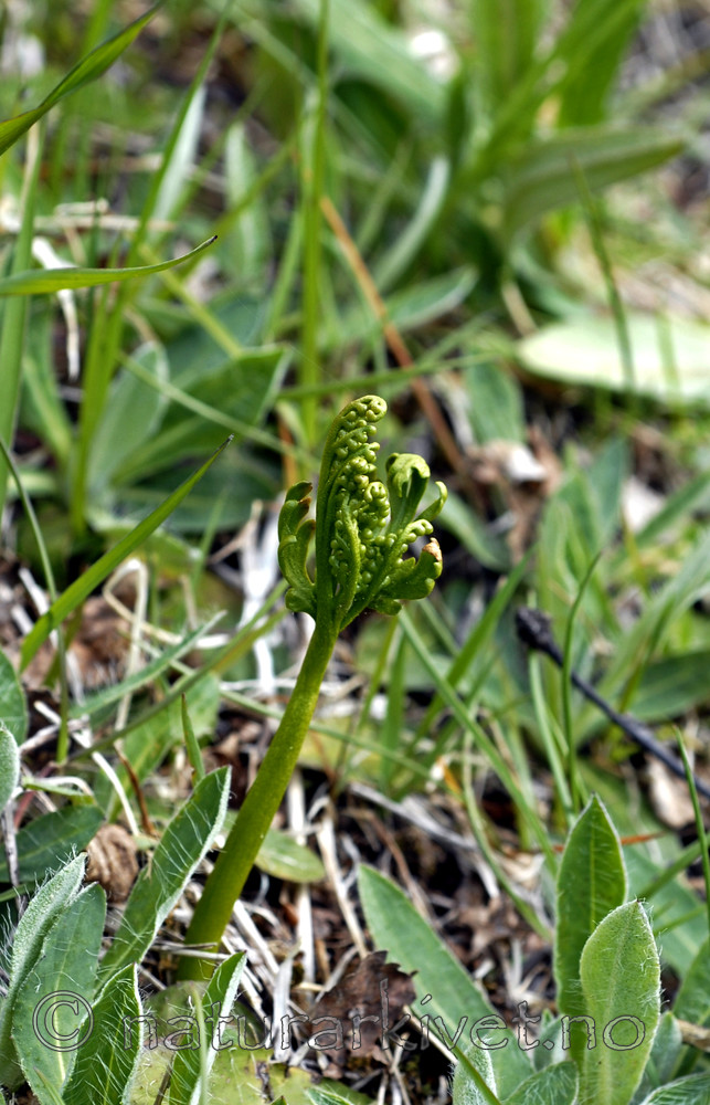 _SRE3097 / Botrychium lanceolatum / Handmarinøkkel