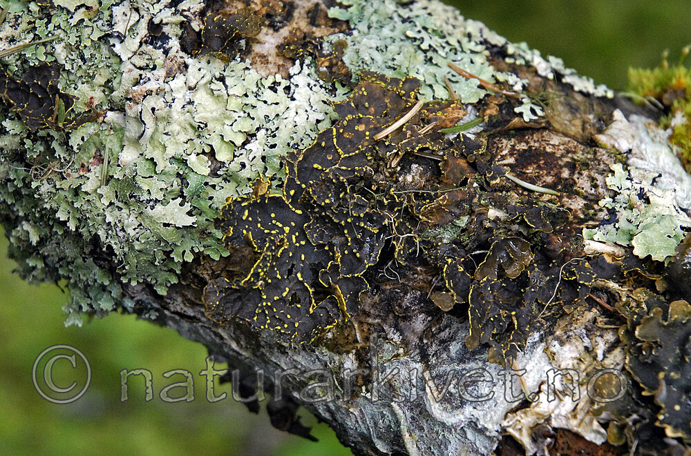 _SRE3122 / Pseudocyphellaria crocata / Gullprikklav