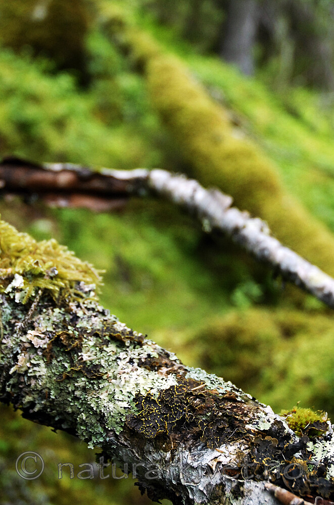 _SRE3131 / Pseudocyphellaria crocata / Gullprikklav