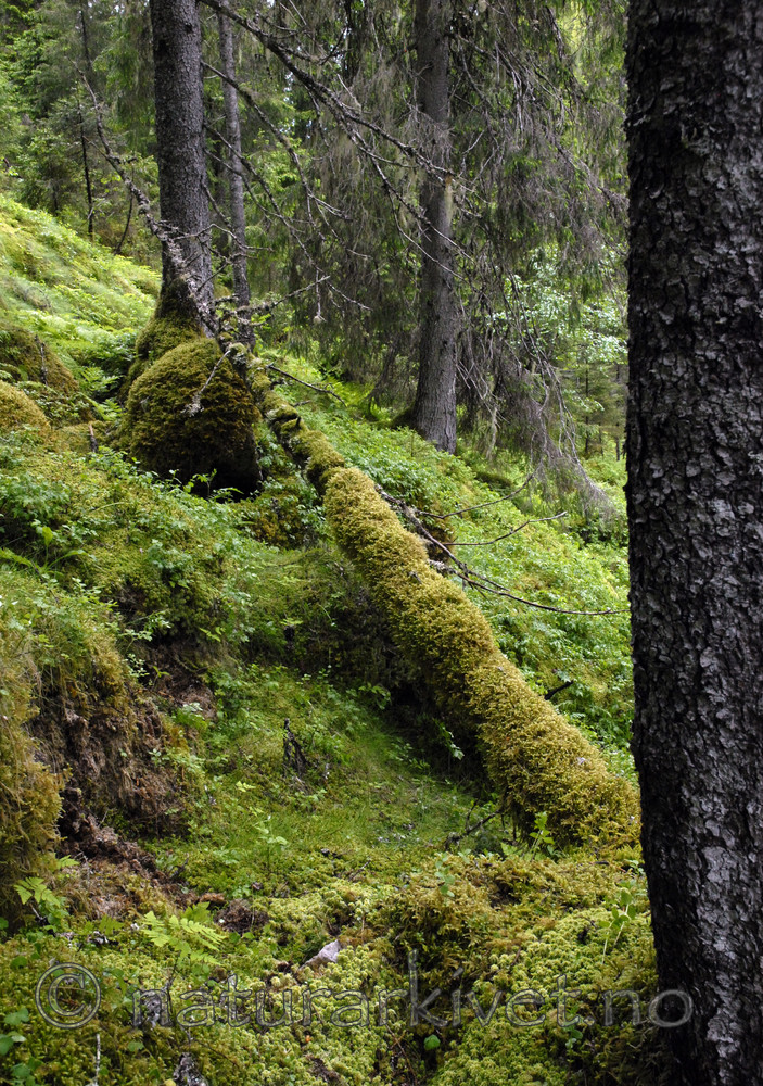 _SRE3160 / Picea abies / Gran