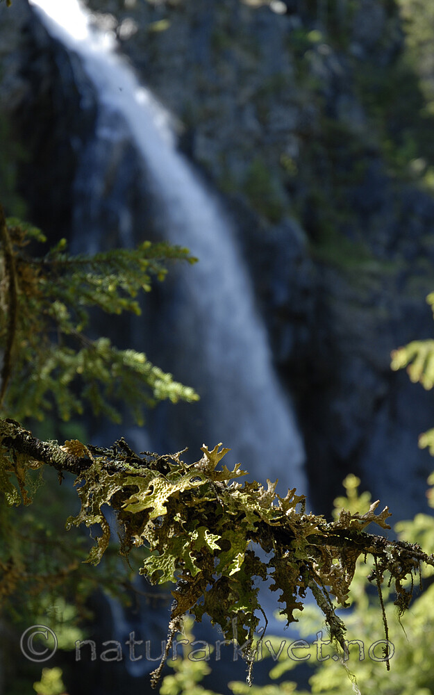 _SRE3257 / Lobaria pulmonaria / Lungenever