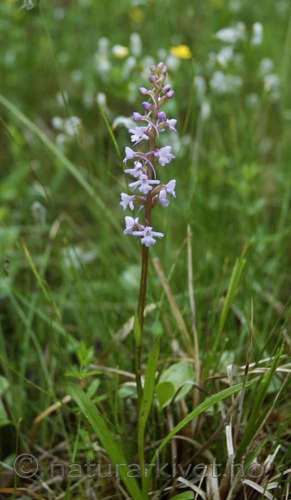 _SRE3505 / Gymnadenia conopsea / Brudespore