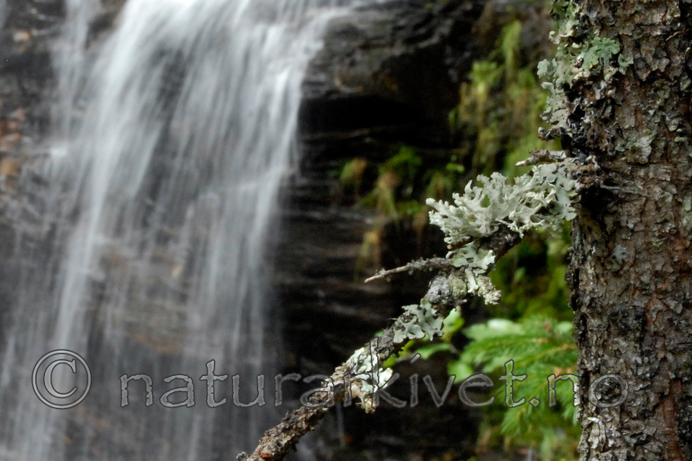 _SRE3880 / Ramalina obtusata / Hjelmragg