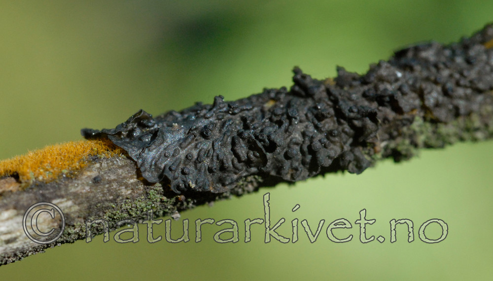 _SRE4006 / Collema curtisporum / Småblæreglye