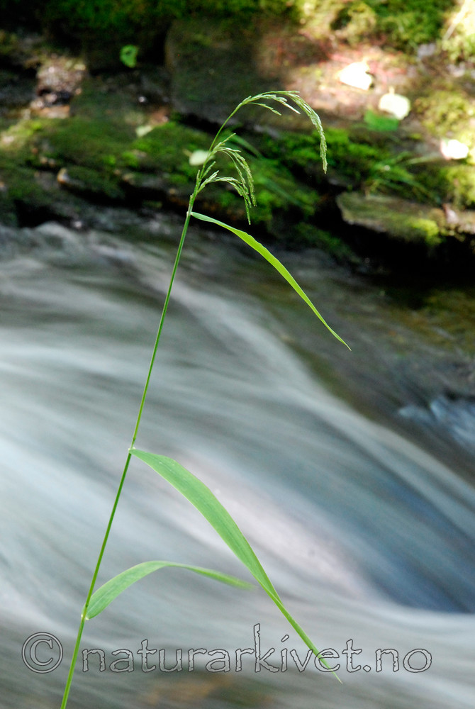 _SRE4051 / Cinna latifolia / Huldregras