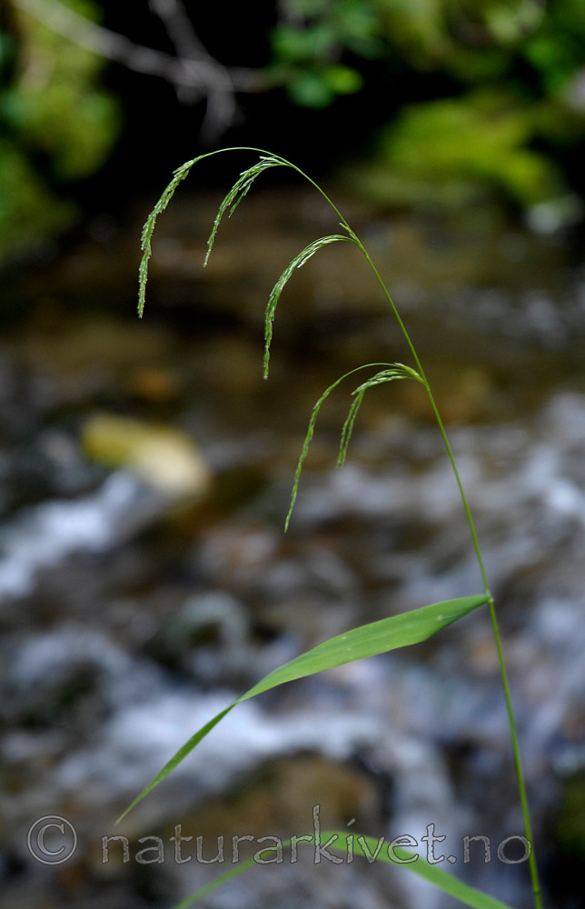 _SRE4083 / Cinna latifolia / Huldregras