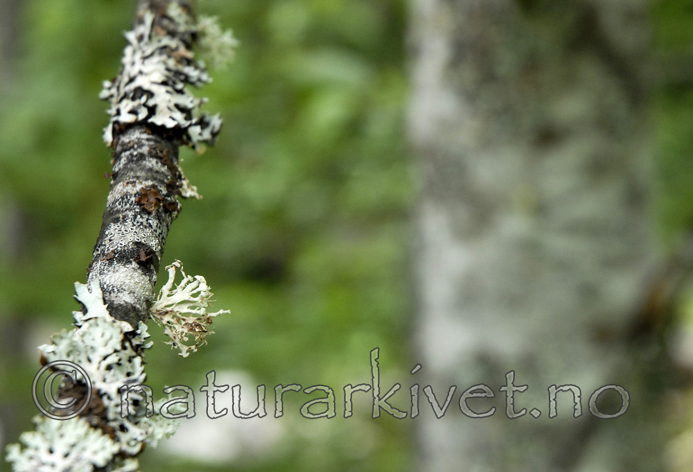 _SRE4192_2 / Ramalina dilacerata / Småragg