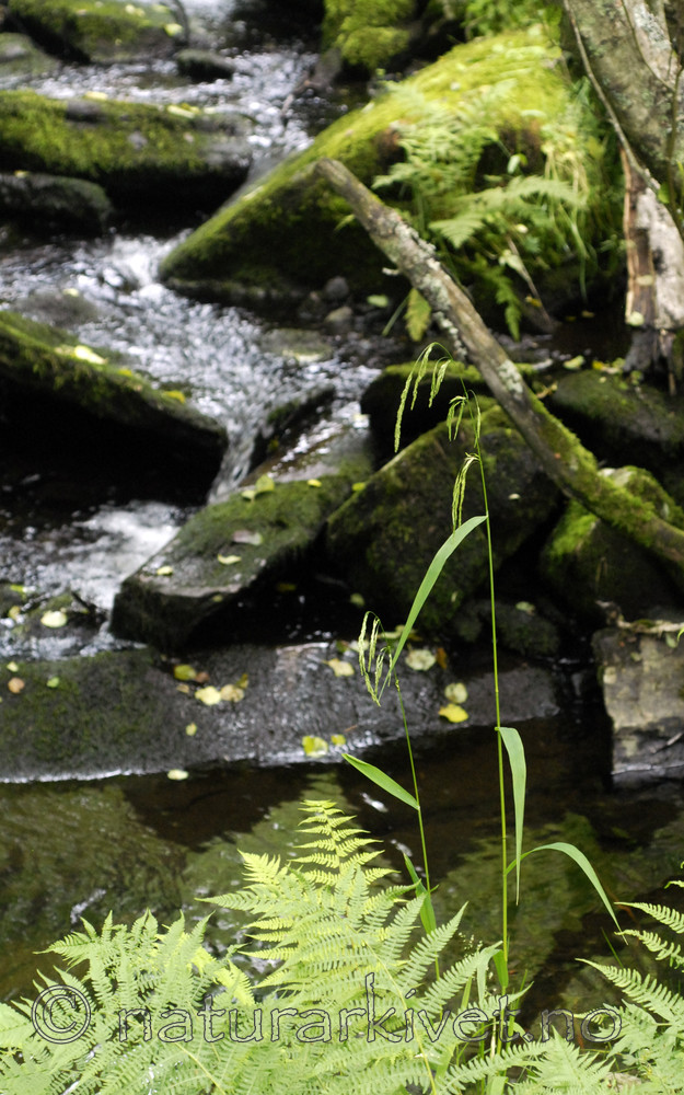 _SRE4338 / Cinna latifolia / Huldregras