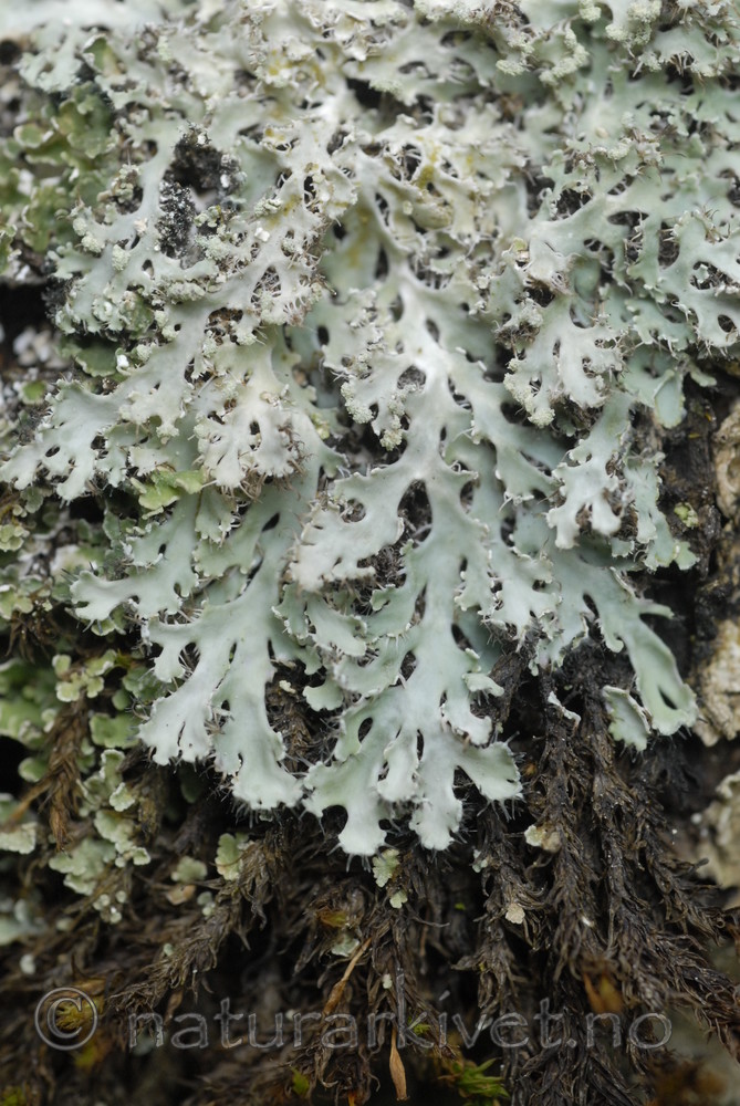 _SRE4414 / Heterodermia speciosa / Elfenbenslav