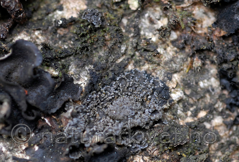 _SRE4432 / Fuscopannaria mediterranea / Olivenlav