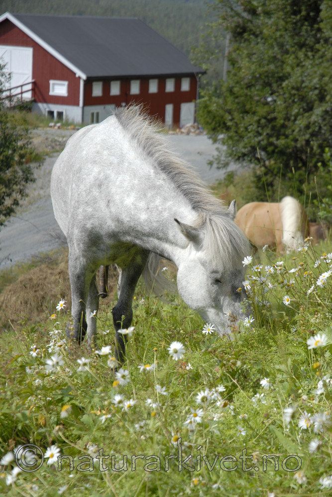 _SRE4987 / Equus caballus / Hest