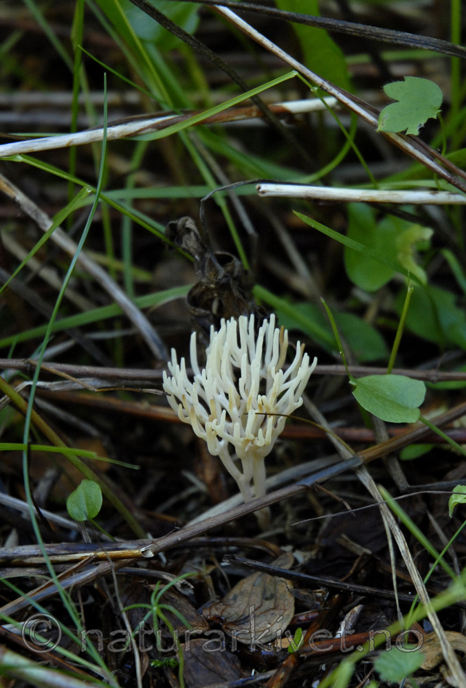 _SRE5003 / Ramariopsis subtilis / Elegant småfingersopp