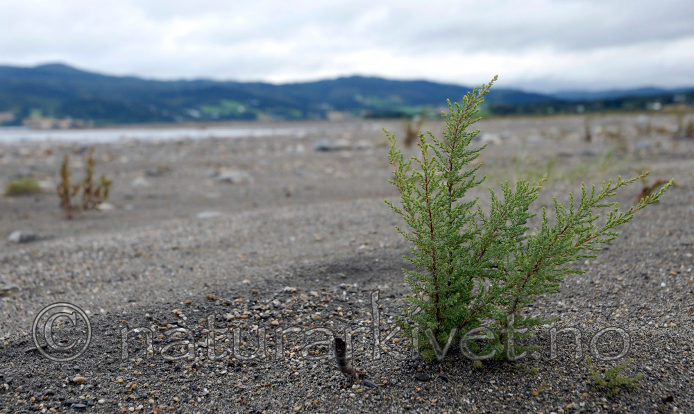 _SRE5059 / Myricaria germanica / Klåved