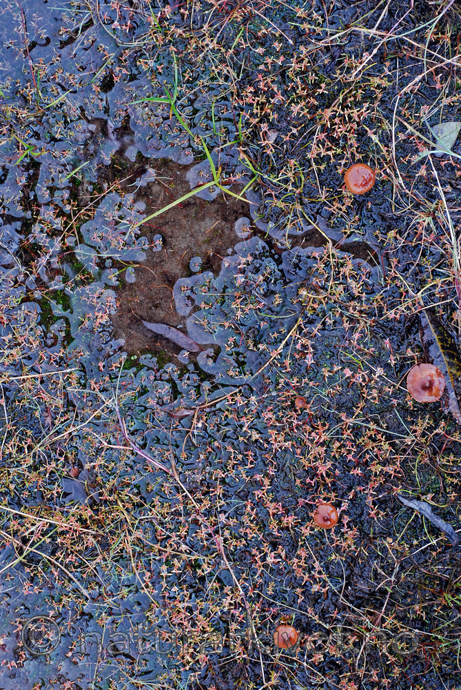 _SRE5111 / Crassula aquatica / Firling