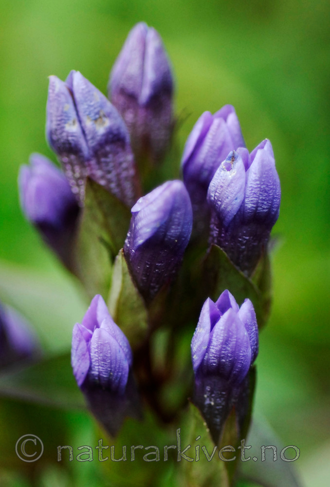 _SRE5237 / Gentianella campestris campestris / Engbakkesøte