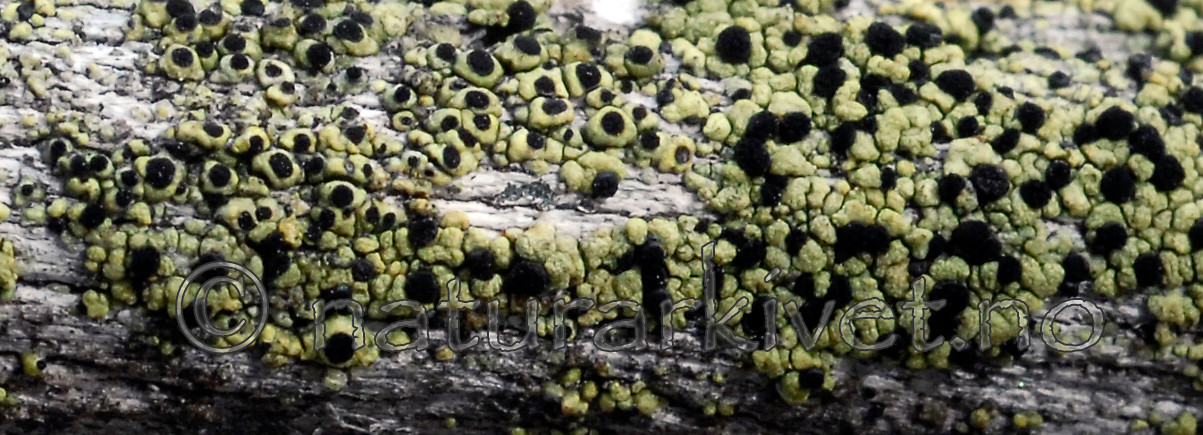 _SRE5359 / Cyphelium pinicola / Furusotbeger <br /> Cyphelium tigillare / Vanlig sotbeger