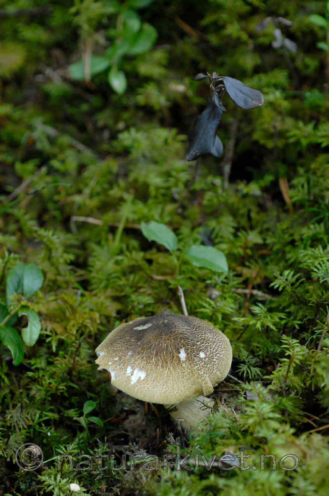 _SRE5380 / Tricholoma atrosquamosum / Svartspettet musserong