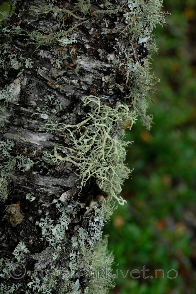 _SRE5382 / Evernia mesomorpha / Gryntjafs