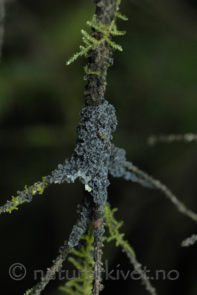 _SRE5406 / Fuscopannaria confusa / Fossefiltlav
