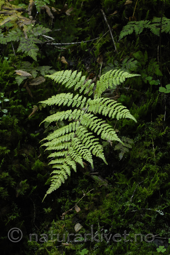 _SRE5410 / Diplazium sibiricum / Russeburkne