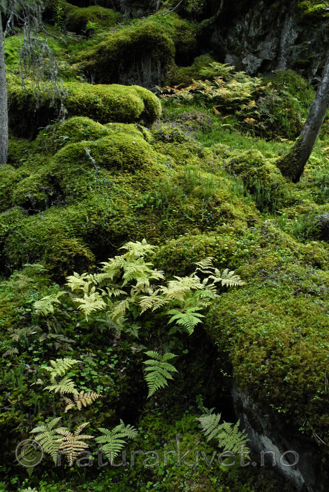 _SRE5412 / Diplazium sibiricum / Russeburkne