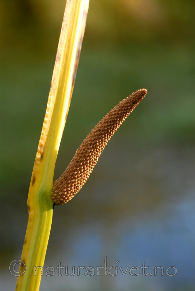 _SRE5423 / Acorus calamus / Kalmusrot