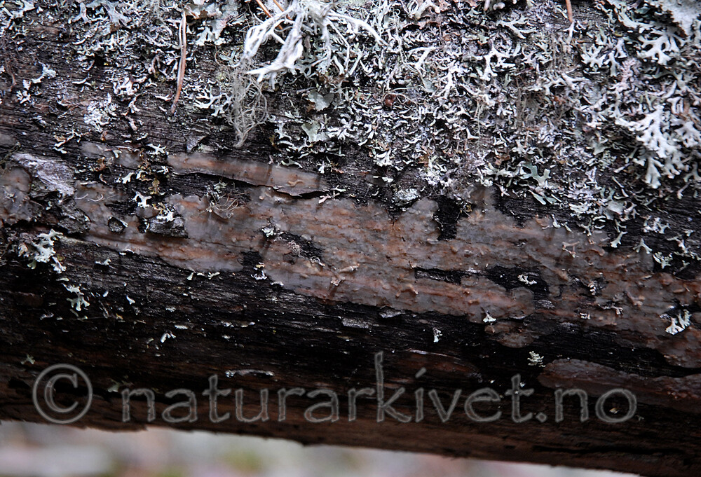 _SRE5573 / Crustoderma corneum / Hornskinn