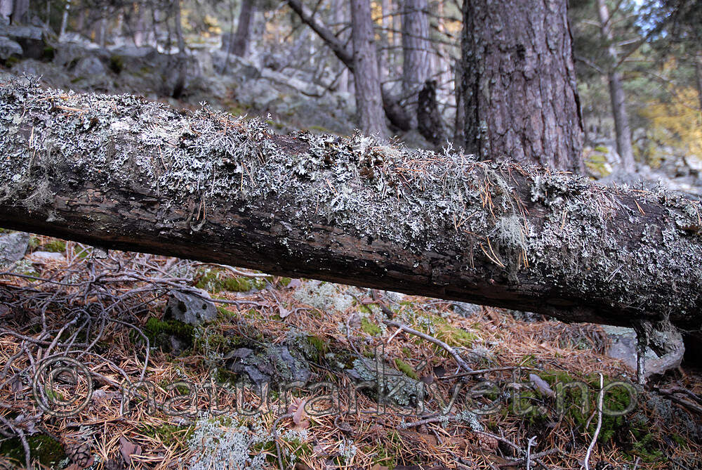 _SRE5577 / Crustoderma corneum / Hornskinn