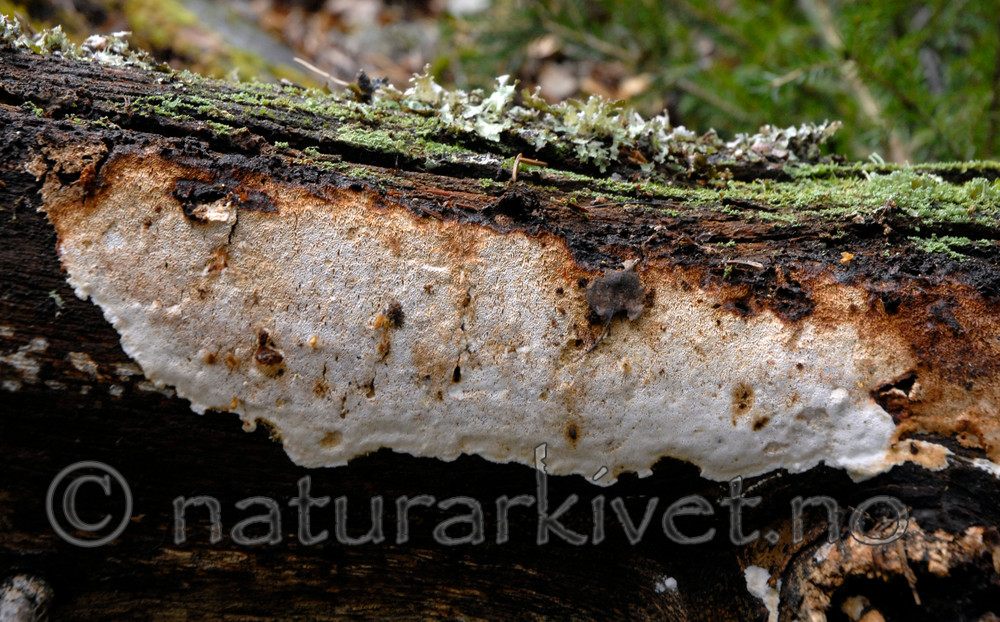 _SRE5593 / Antrodia albobrunnea / Flekkhvitkjuke