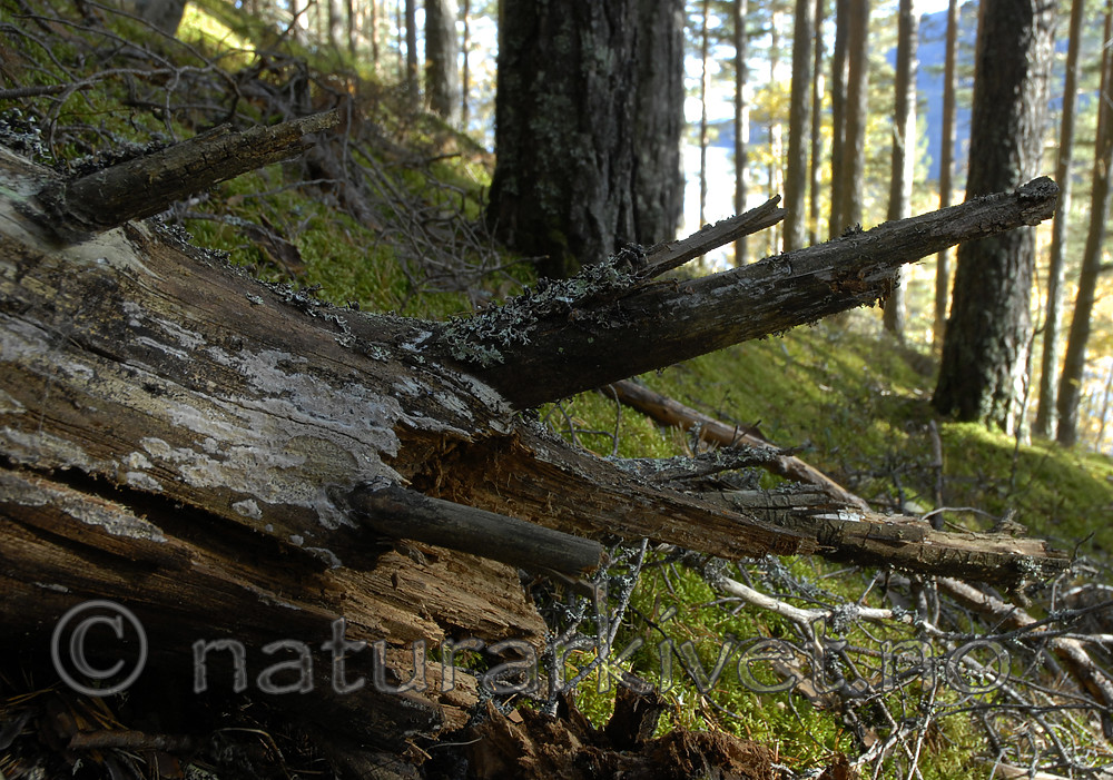 _SRE5674 / Anomoporia bombycina / Huldrekjuke