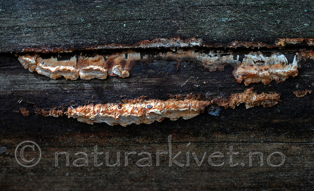_SRE5761 / Postia lateritia / Laterittkjuke