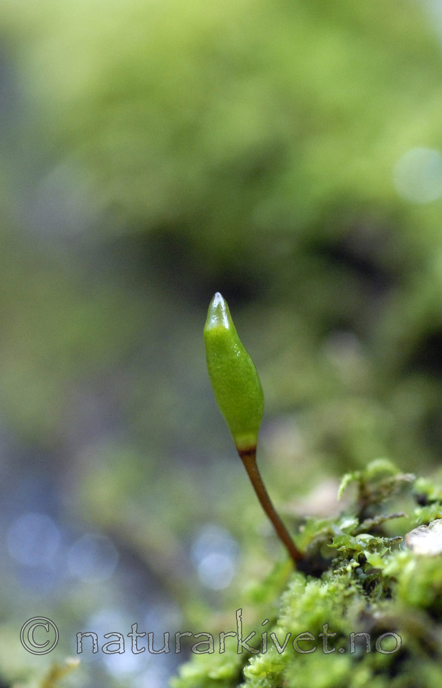_SRE6071 / Buxbaumia viridis / Grønnsko