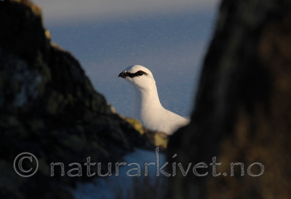 _SRE6364 / Lagopus muta / Fjellrype